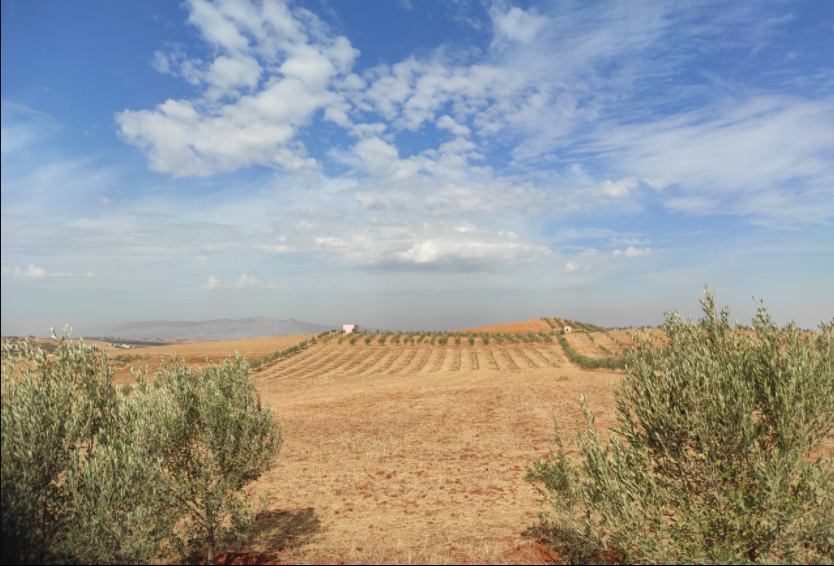 Terrain Agricole Vendre Maroc